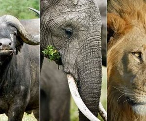 Anti-Poaching Calls Attention - Gansbaai Daily News